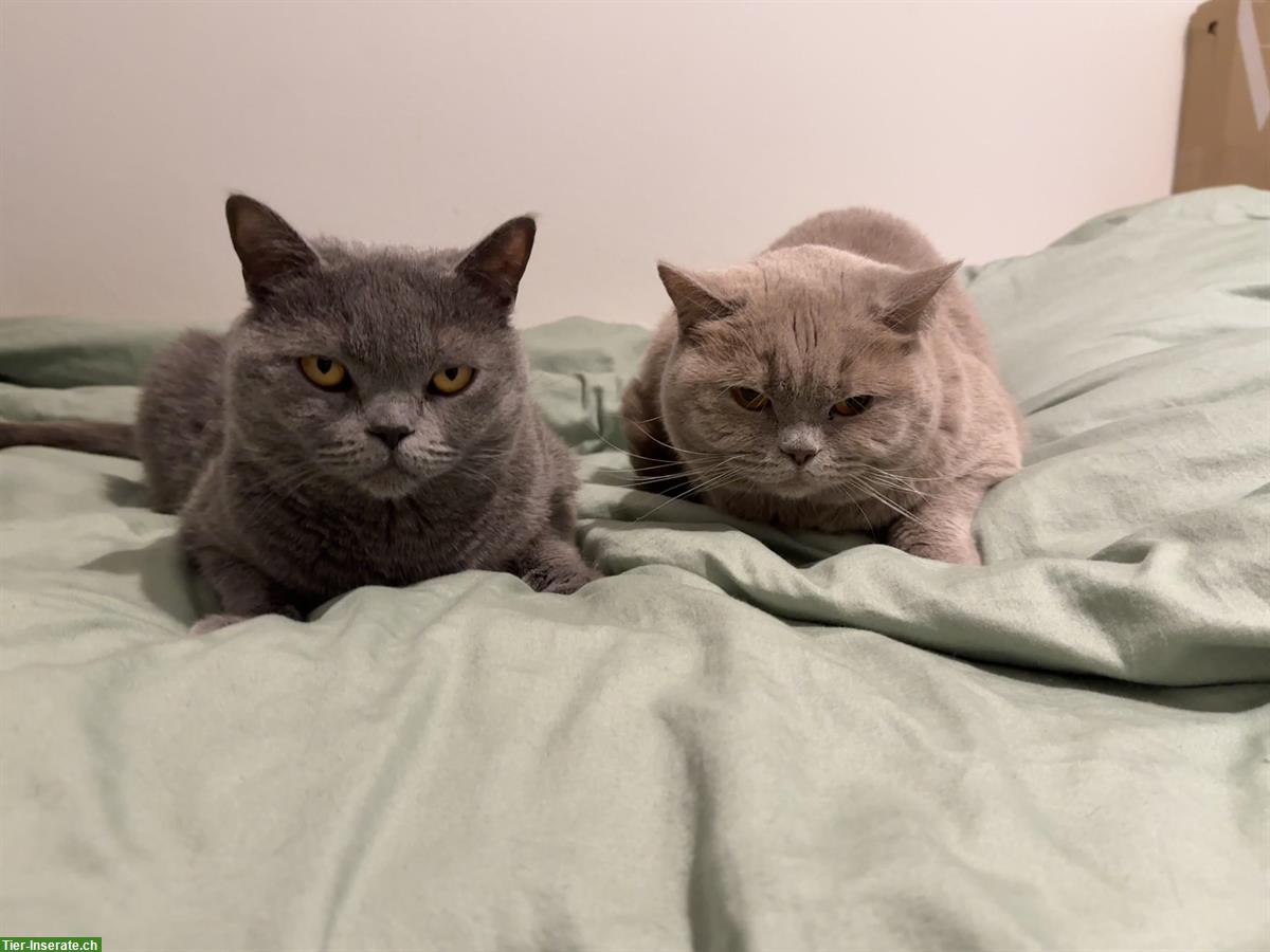 BKH Katzen, 2x Weibchen, nur zusammen abzugeben
