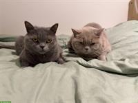 BKH Katzen, 2x Weibchen, nur zusammen abzugeben