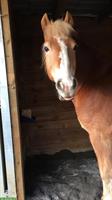Haflinger Wallach, 15-jährig,  sensibel, sucht Lebensplatz