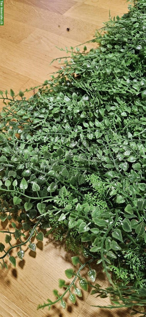 Bild 4: Terrarium Kunstpflanzen-Matten zu verkaufen