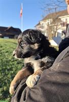 Border Collie Mischlingswelpe, Hündin