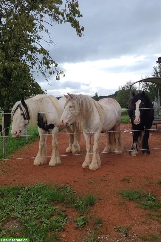Suchen Offenstall/Auslaufboxen, Region Mühleberg BE