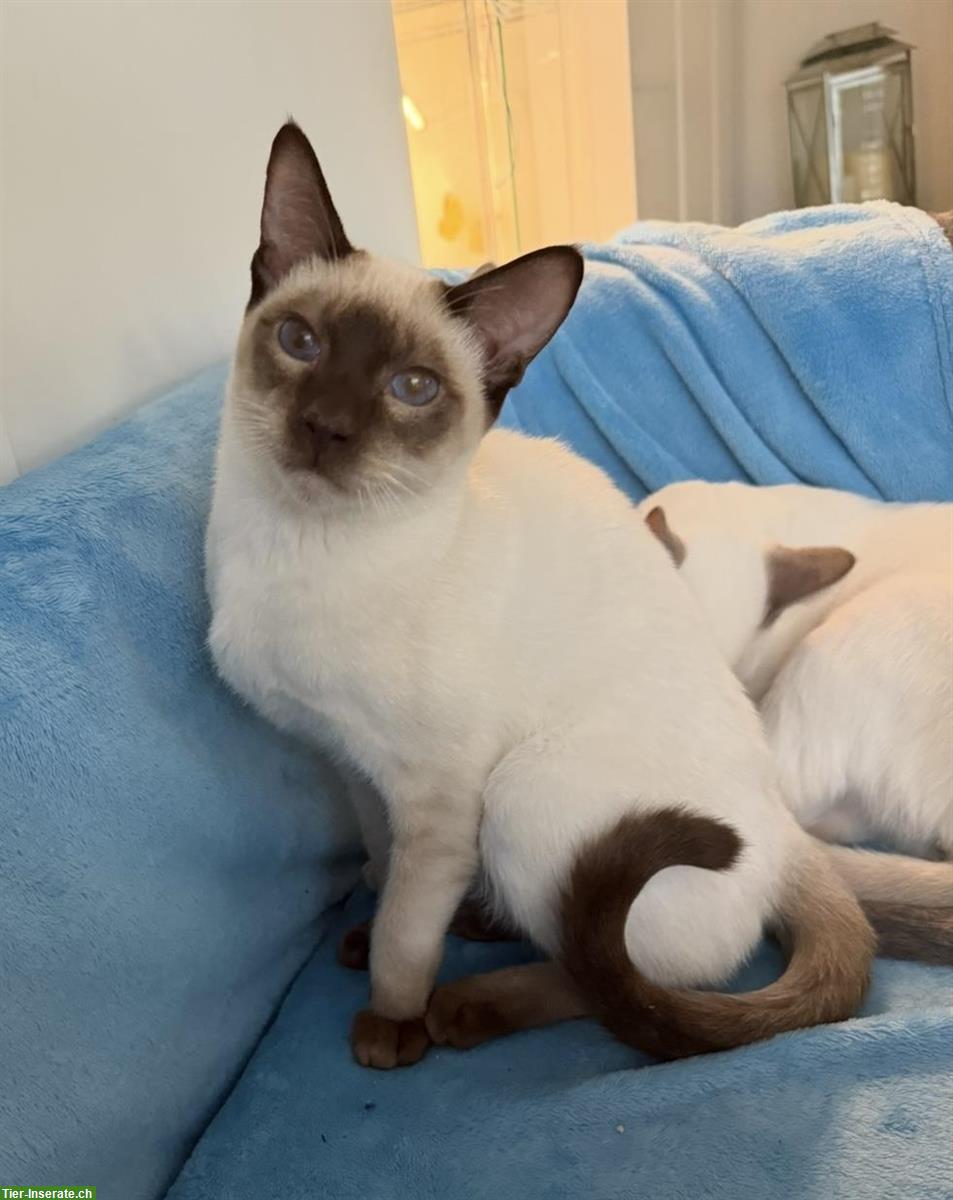 Junger Siam Kater, Chocolate Point