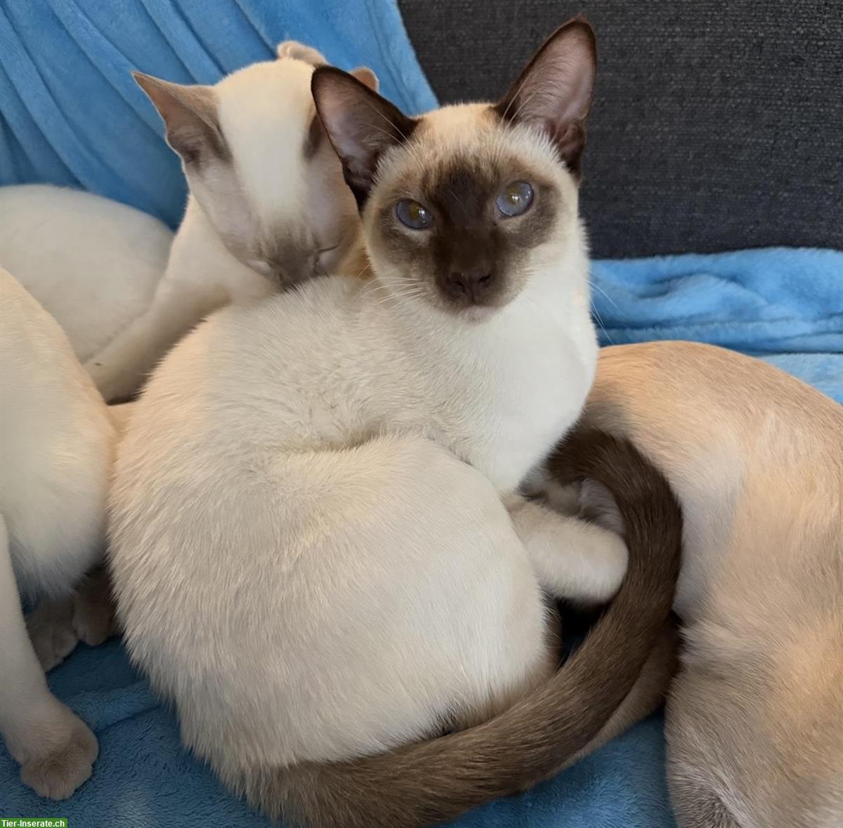 Bild 2: Junger Siam Kater, Chocolate Point