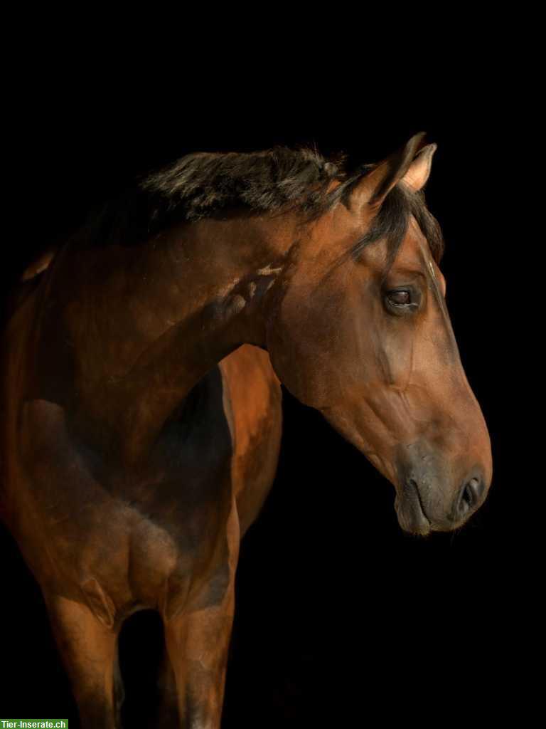 Erfahrene Reitbeteiligung für Voltige-Sportpferd, Gossau ZH