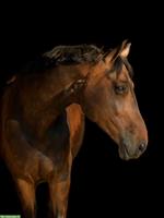 Erfahrene Reitbeteiligung für Voltige-Sportpferd, Gossau ZH