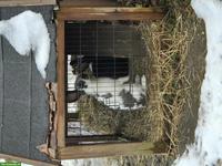 Schecken Kaninchen, männlich & weiblich, keine Einzelhaltung