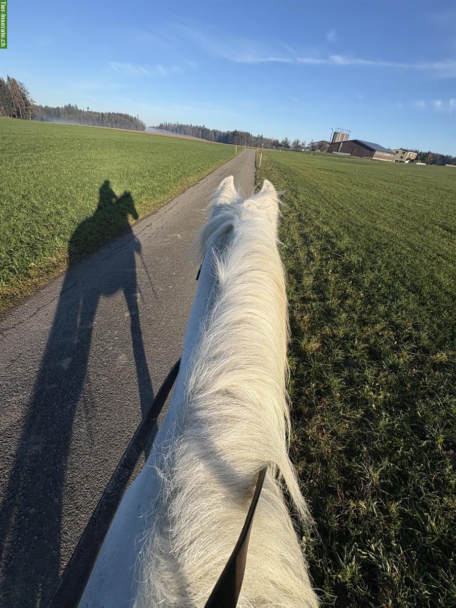 Bild 3: Gutmütiger, charakterstarker Schimmel-Freiberger Wallach