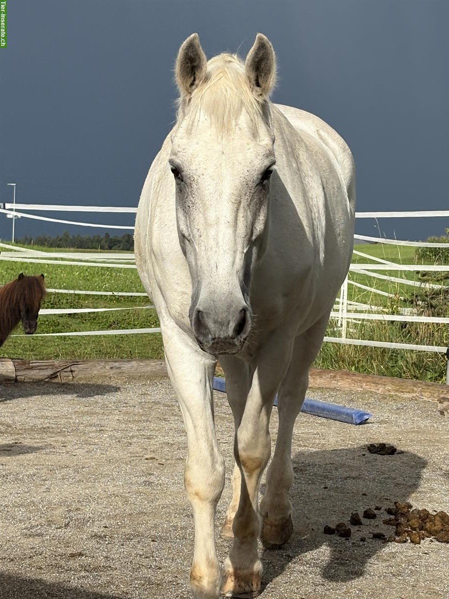 Bild 4: Gutmütiger, charakterstarker Schimmel-Freiberger Wallach