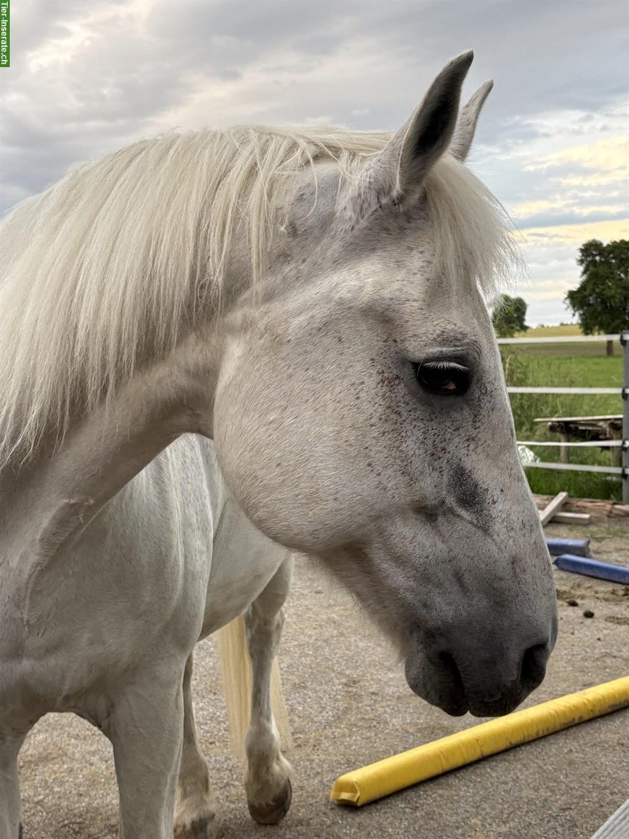 Bild 5: Gutmütiger, charakterstarker Schimmel-Freiberger Wallach