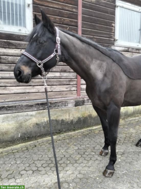 Menschenbezogene, liebevolle Stute, 13 Jahre, ca. 163cm