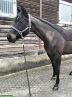 Menschenbezogene, liebevolle Stute, 13 Jahre, ca. 163cm