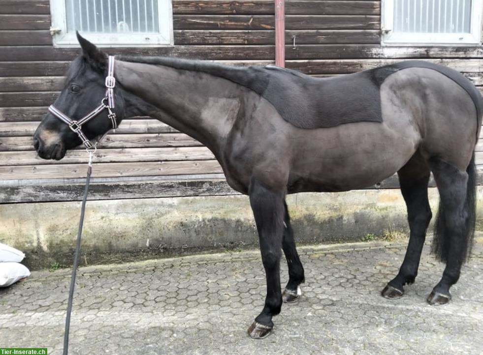 Bild 2: Menschenbezogene, liebevolle Stute, 13 Jahre, ca. 163cm