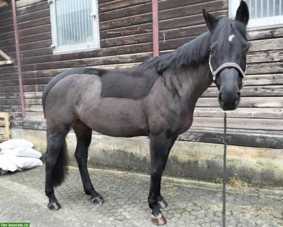 Bild 3: Menschenbezogene, liebevolle Stute, 13 Jahre, ca. 163cm