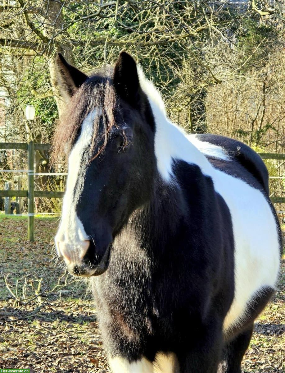Tinker Wallach als Beistellpferd, Herzenspferd sucht Herzensmensch