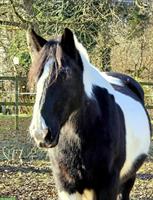 Tinker Wallach als Beistellpferd, Herzenspferd sucht Herzensmensch