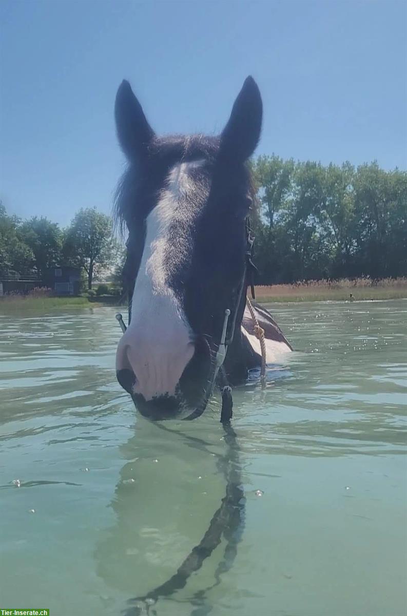 Bild 3: Tinker Wallach als Beistellpferd, Herzenspferd sucht Herzensmensch