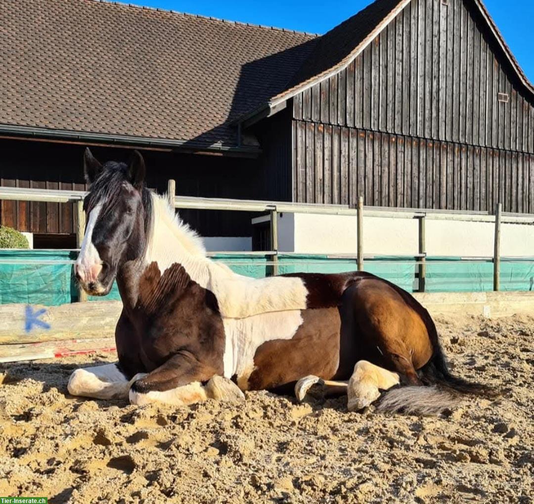 Bild 4: Tinker Wallach als Beistellpferd, Herzenspferd sucht Herzensmensch