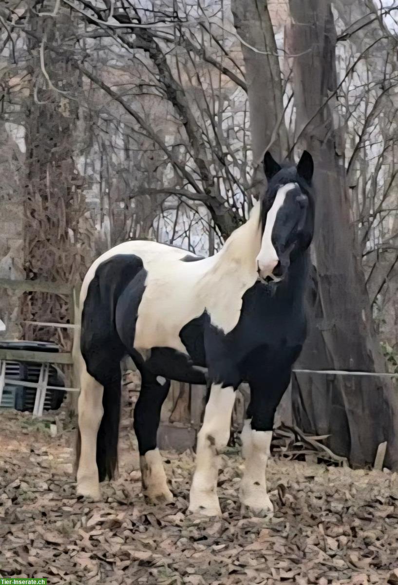 Bild 5: Tinker Wallach als Beistellpferd, Herzenspferd sucht Herzensmensch