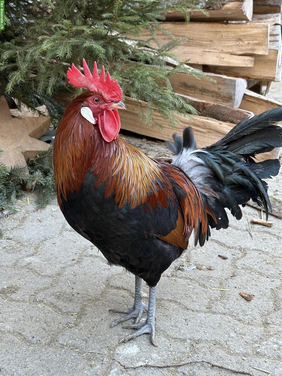 Dänisches Landhuhn, Hahn