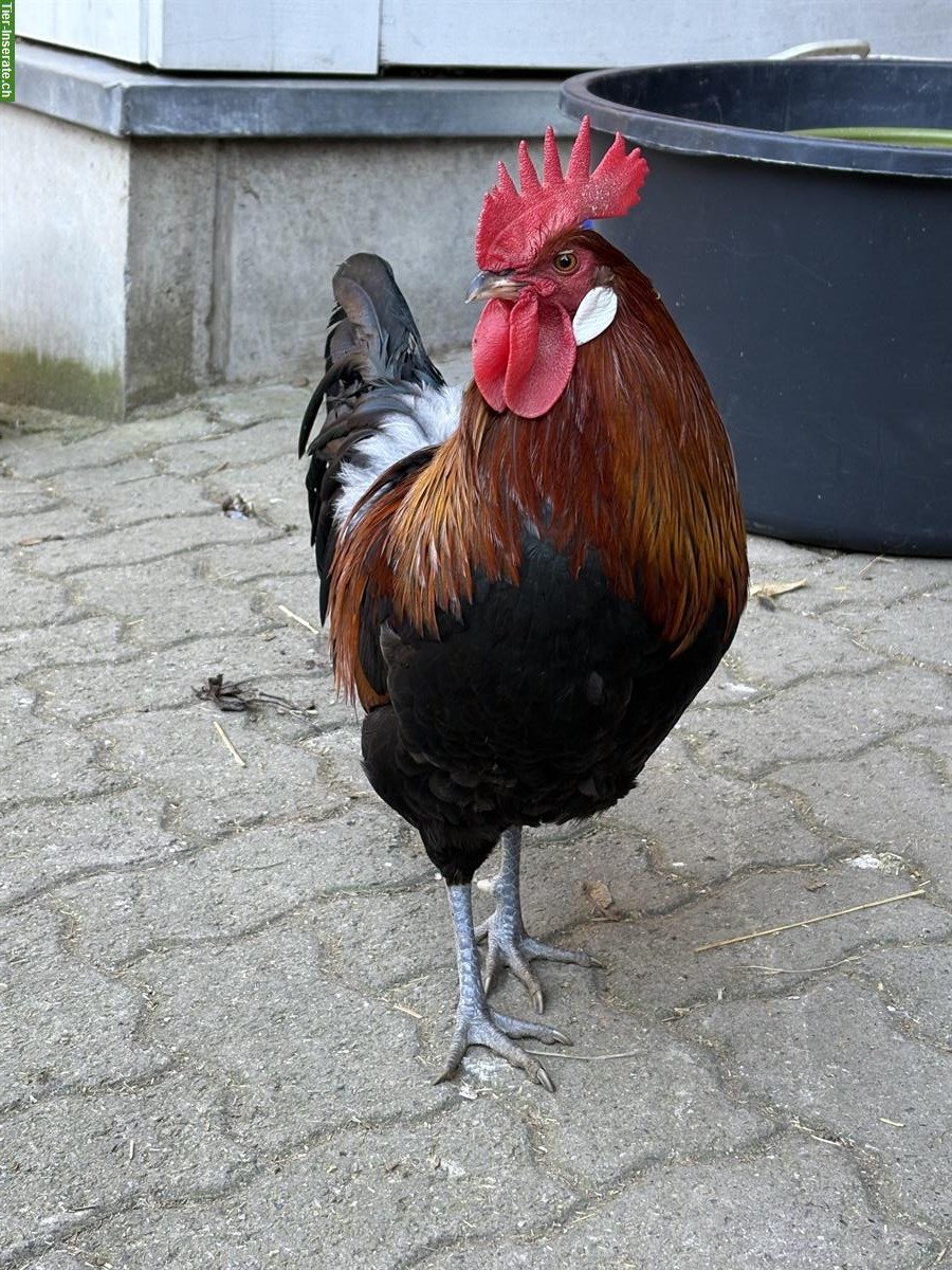 Bild 2: Dänisches Landhuhn, Hahn