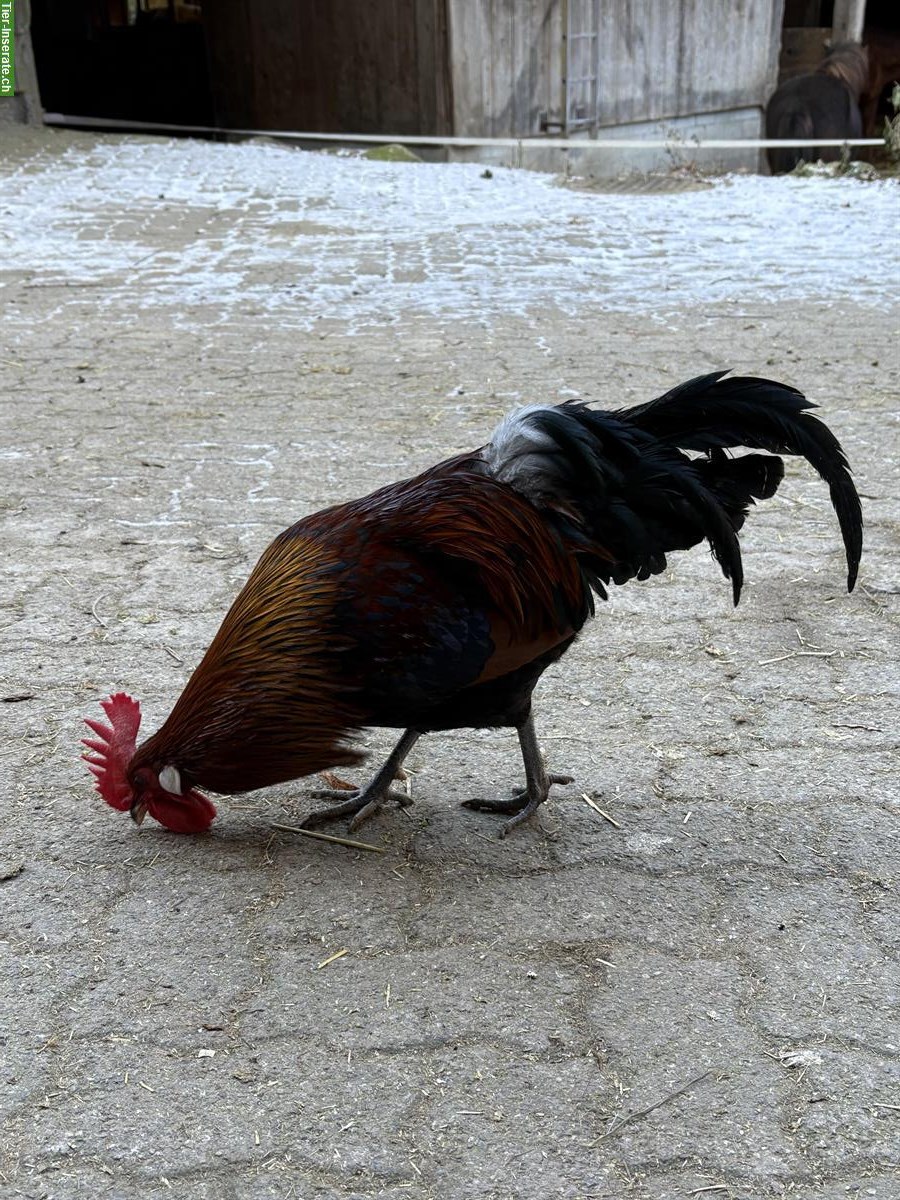 Bild 3: Dänisches Landhuhn, Hahn