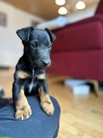 Westfalenterrier x Foxterrier Mischlingswelpe