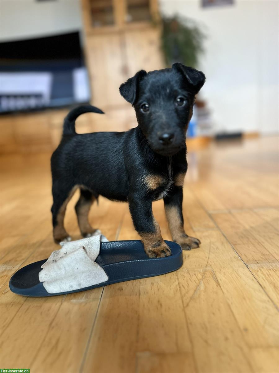 Bild 2: Westfalenterrier x Foxterrier Mischlingswelpe