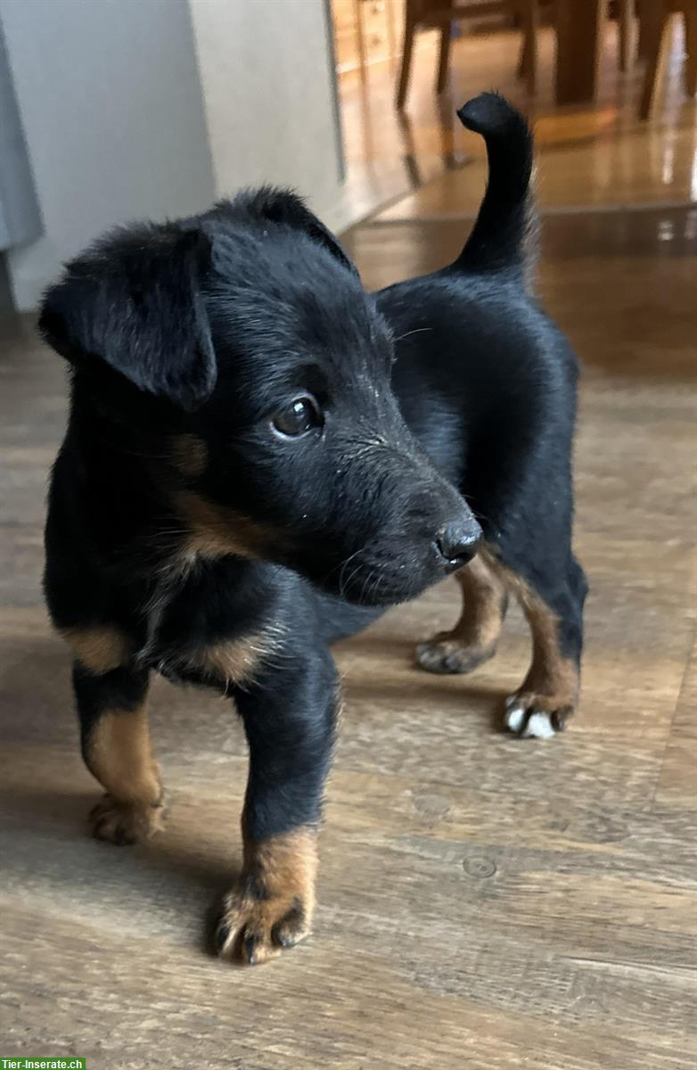 Bild 3: Westfalenterrier x Foxterrier Mischlingswelpe