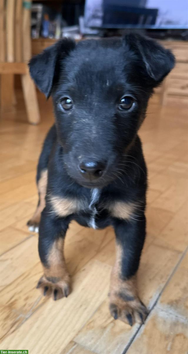 Bild 4: Westfalenterrier x Foxterrier Mischlingswelpe