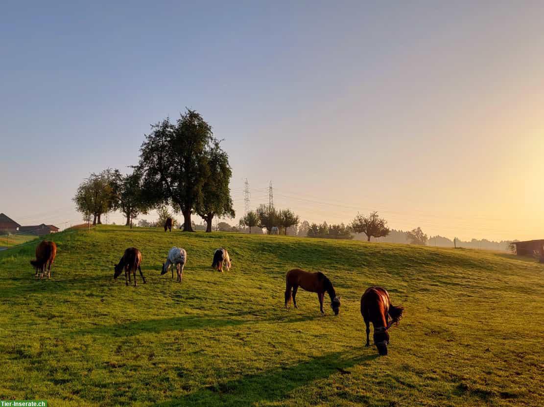 Freier Offenstallplatz auf Bauernhof in Rain LU