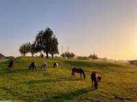 Freier Offenstallplatz auf Bauernhof in Rain LU