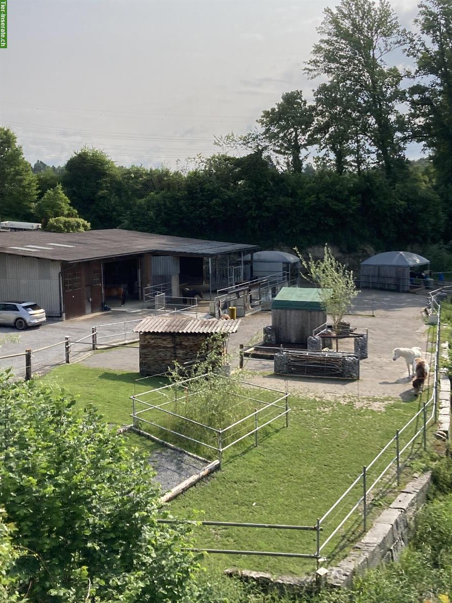 Bild 2: Freier Offenstallplatz auf Bauernhof in Rain LU
