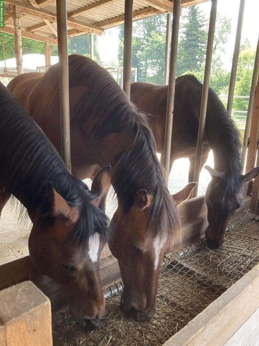 Bild 4: Freier Offenstallplatz auf Bauernhof in Rain LU
