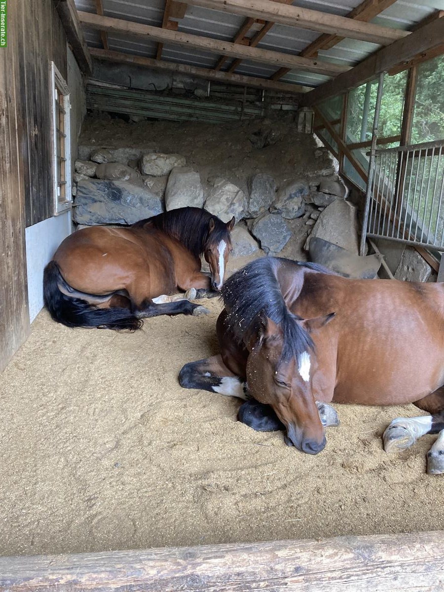 Bild 5: Freier Offenstallplatz auf Bauernhof in Rain LU