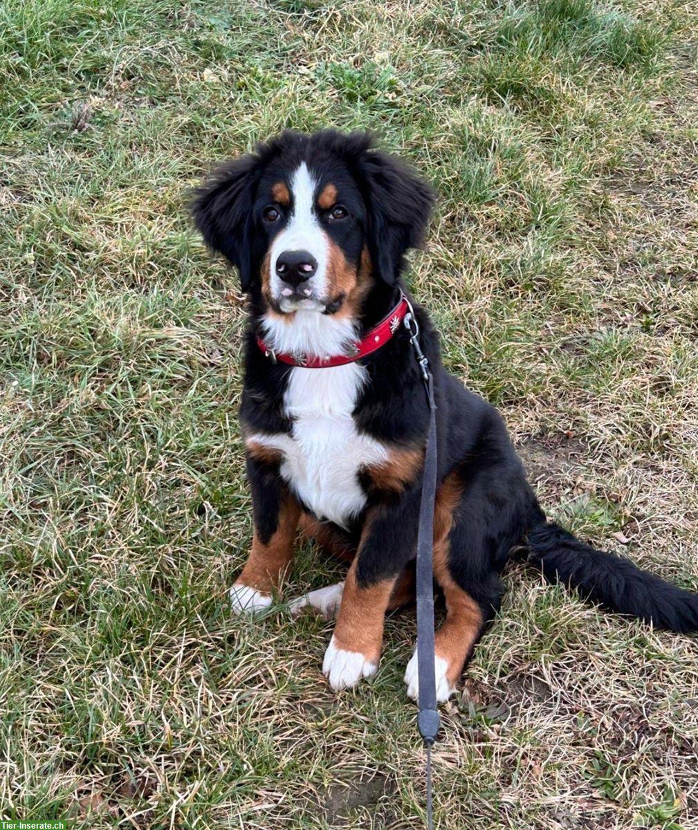 Berner Sennenhund Welpe, Rüde, kinderlieb