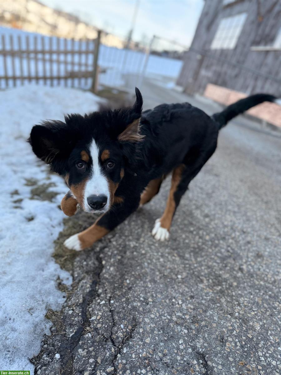 Bild 3: Berner Sennenhund Welpe, Rüde, kinderlieb
