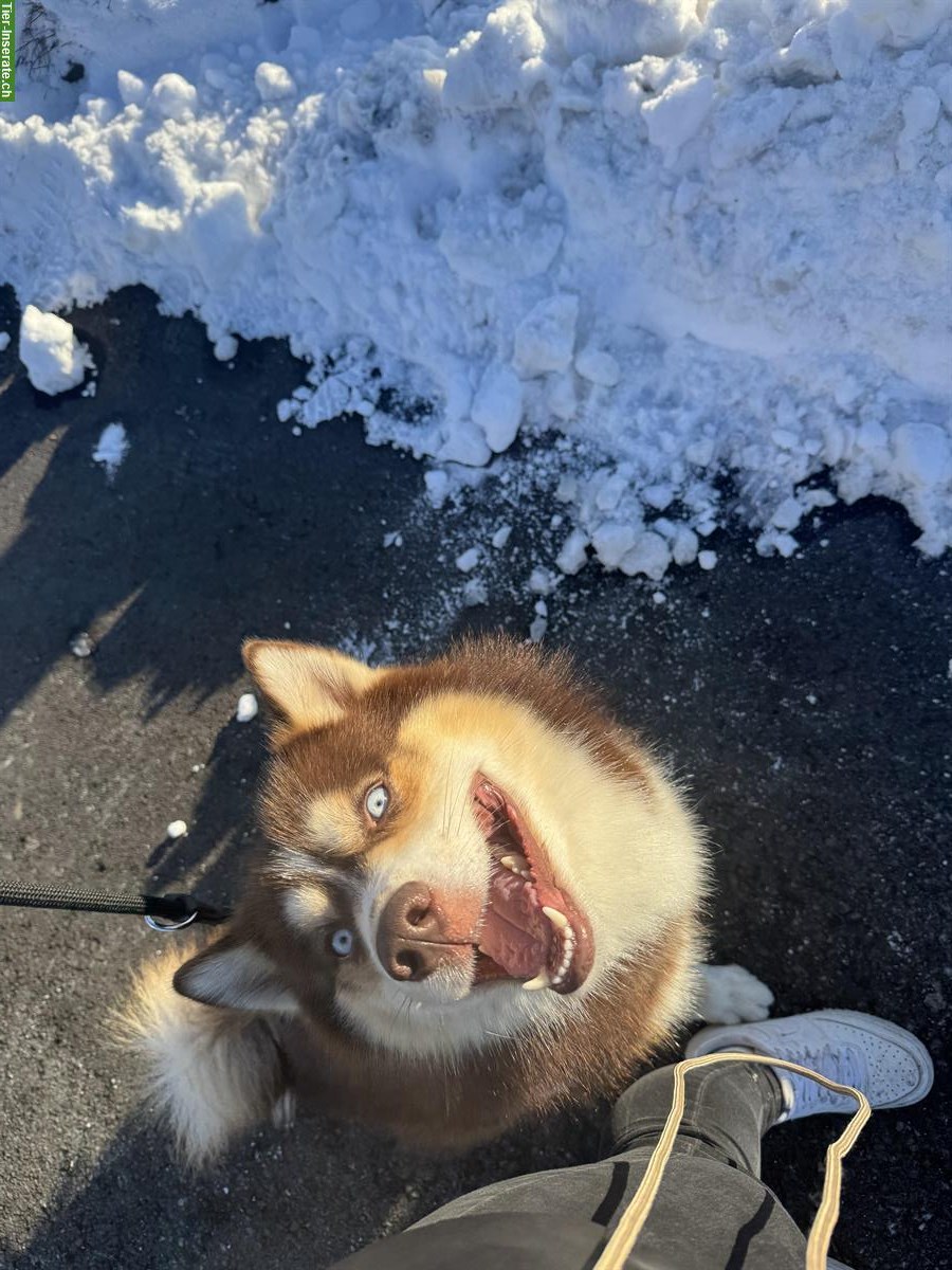 Husky Mischlingsrüde sucht sein Für-immer-Zuhause
