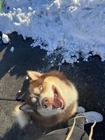 Husky Mischlingsrüde sucht sein Für-immer-Zuhause