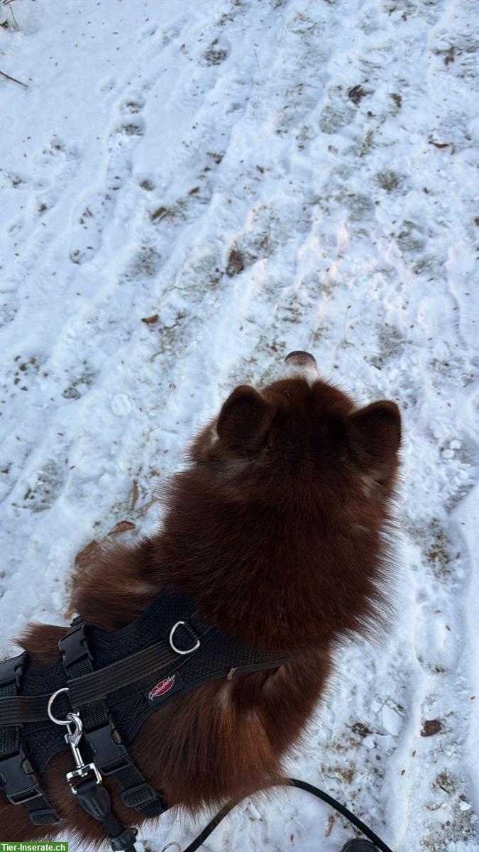 Bild 2: Husky Mischlingsrüde sucht sein Für-immer-Zuhause