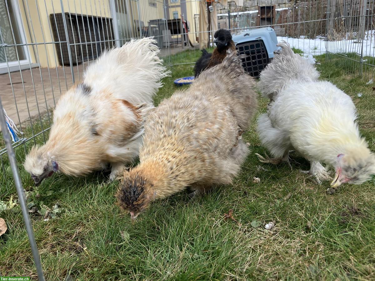 Seidenhühner zu verkaufen, 2 Hennen & 1 Hahn