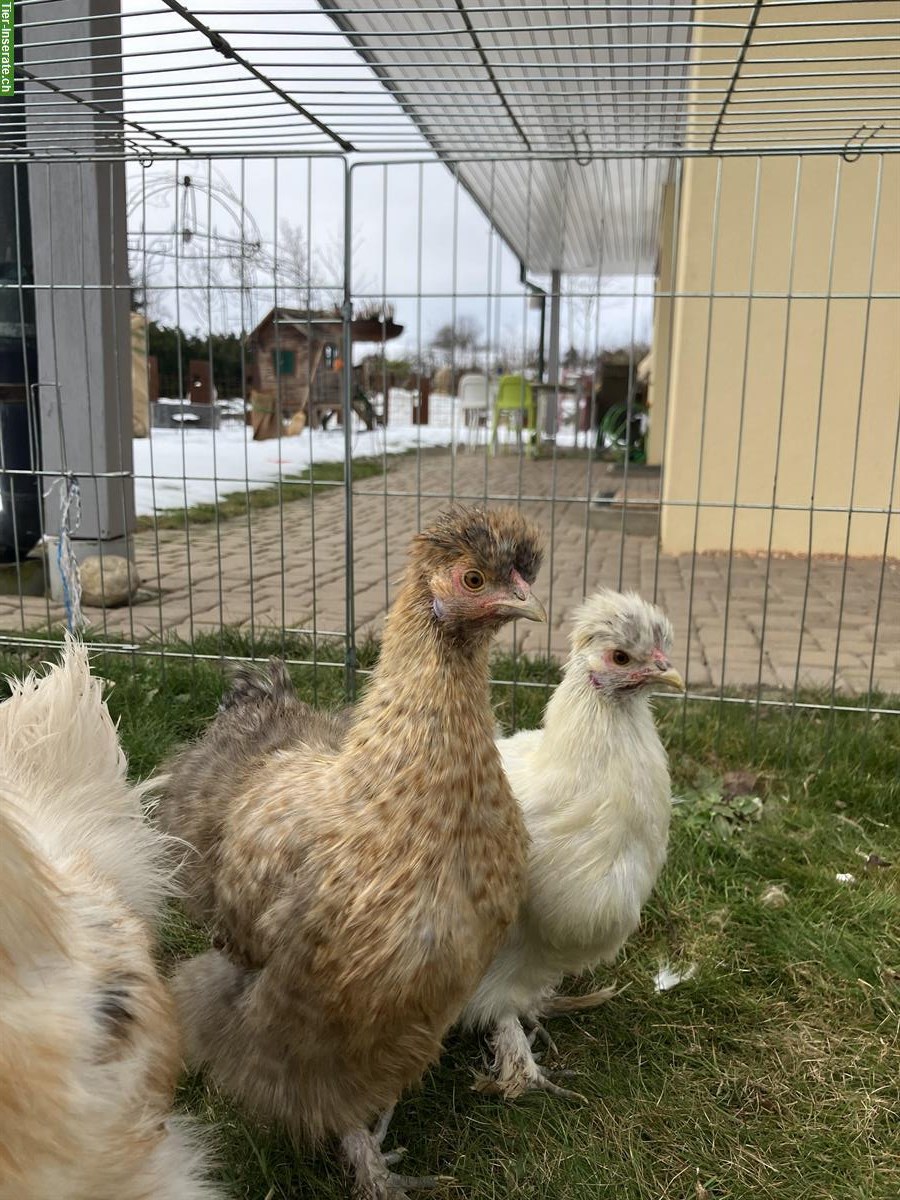 Bild 2: Seidenhühner zu verkaufen, 2 Hennen & 1 Hahn
