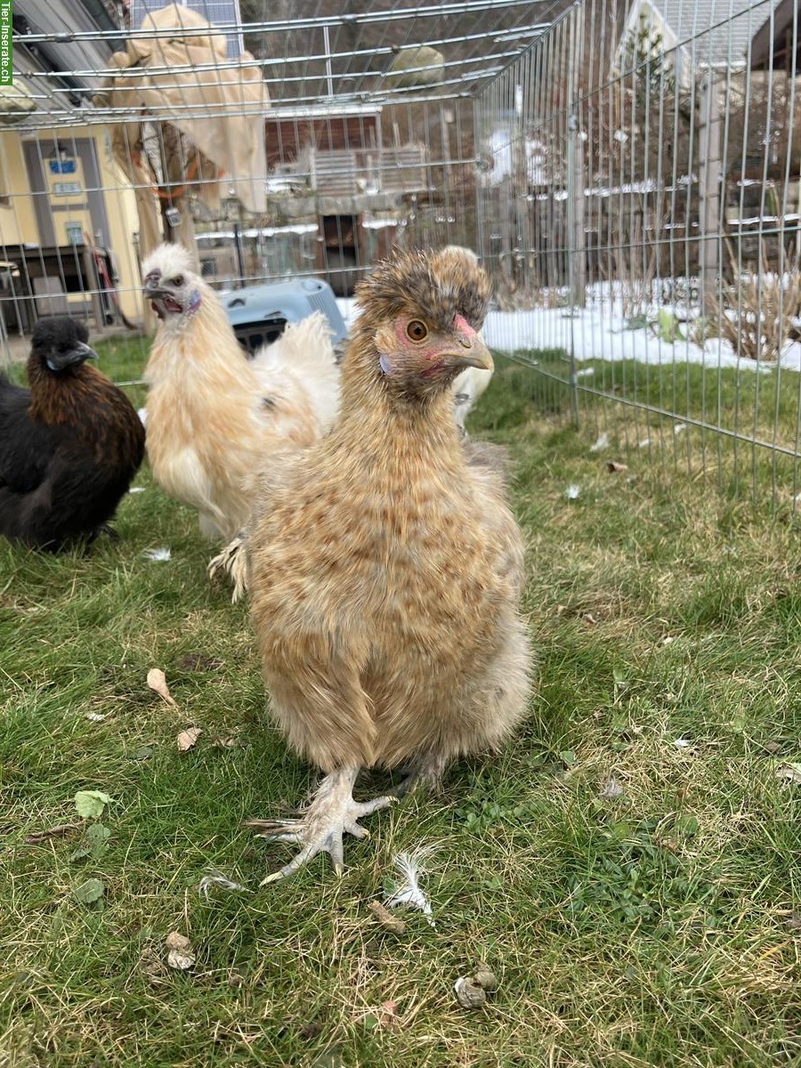 Bild 3: Seidenhühner zu verkaufen, 2 Hennen & 1 Hahn