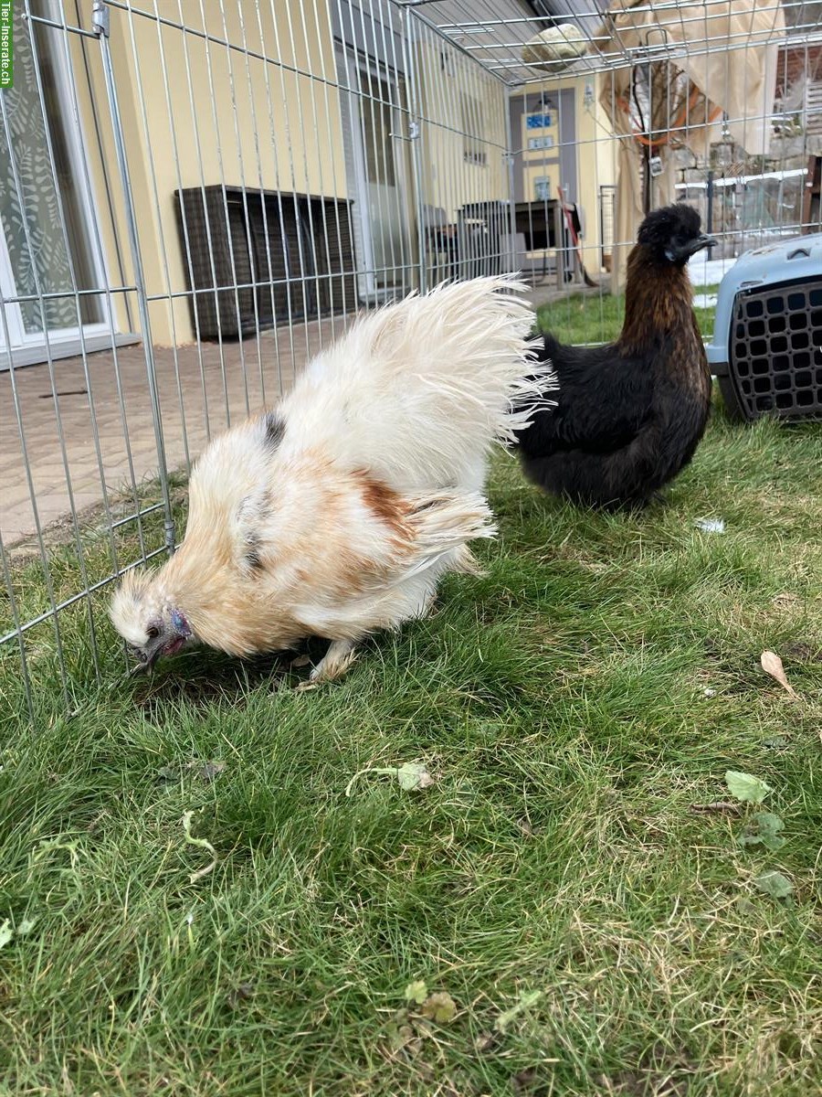 Bild 4: Seidenhühner zu verkaufen, 2 Hennen & 1 Hahn