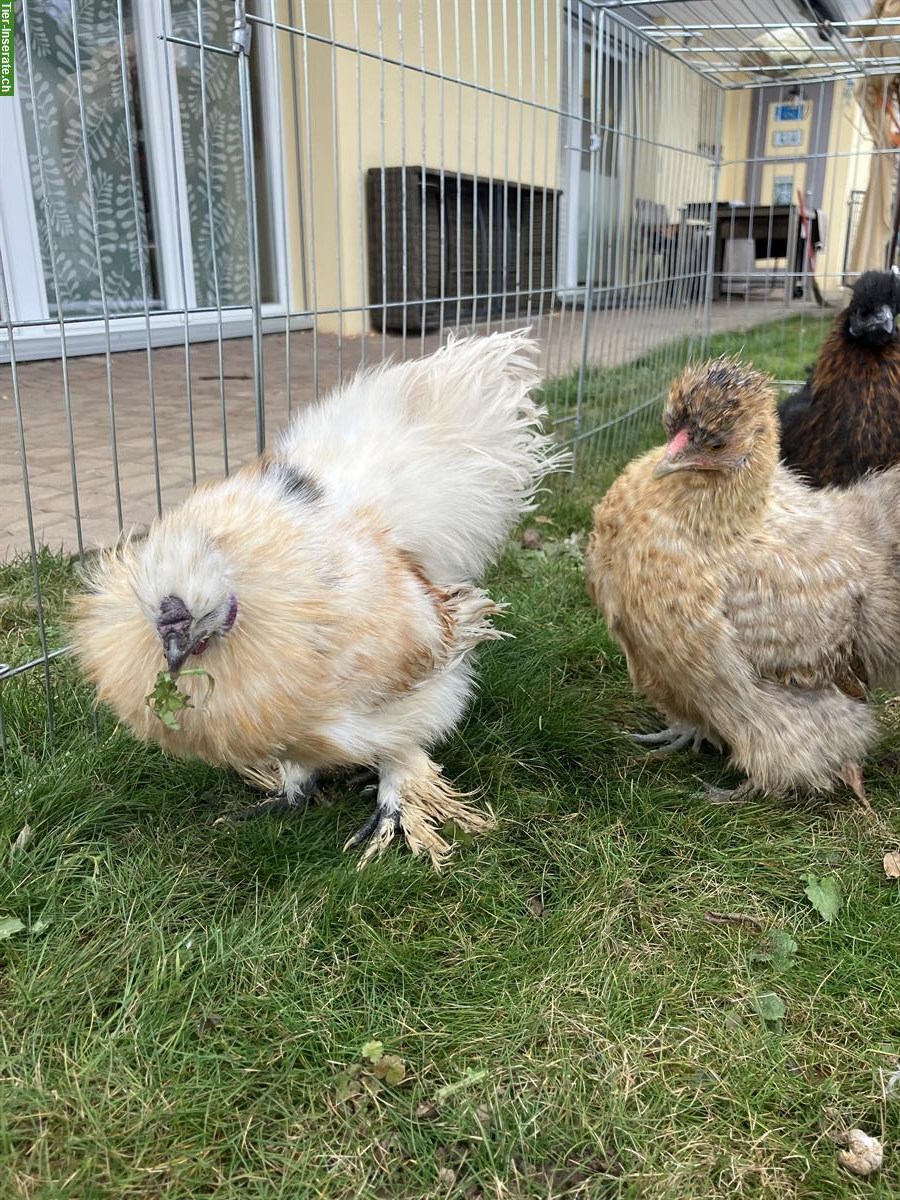 Bild 5: Seidenhühner zu verkaufen, 2 Hennen & 1 Hahn