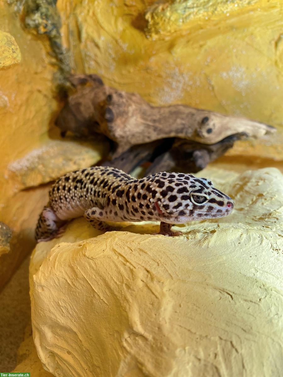 Leopardgecko Weibchen mit Terrarium-Komplettset