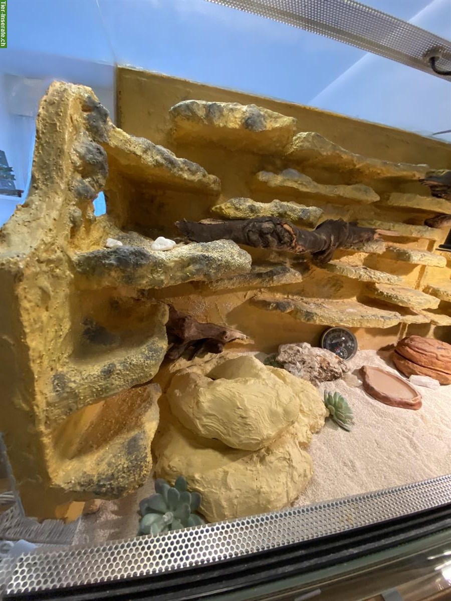 Bild 2: Leopardgecko Weibchen mit Terrarium-Komplettset