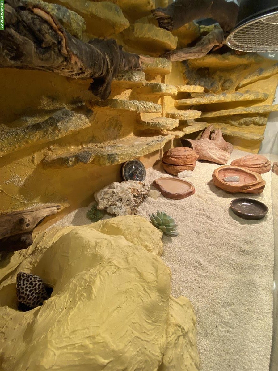 Bild 3: Leopardgecko Weibchen mit Terrarium-Komplettset