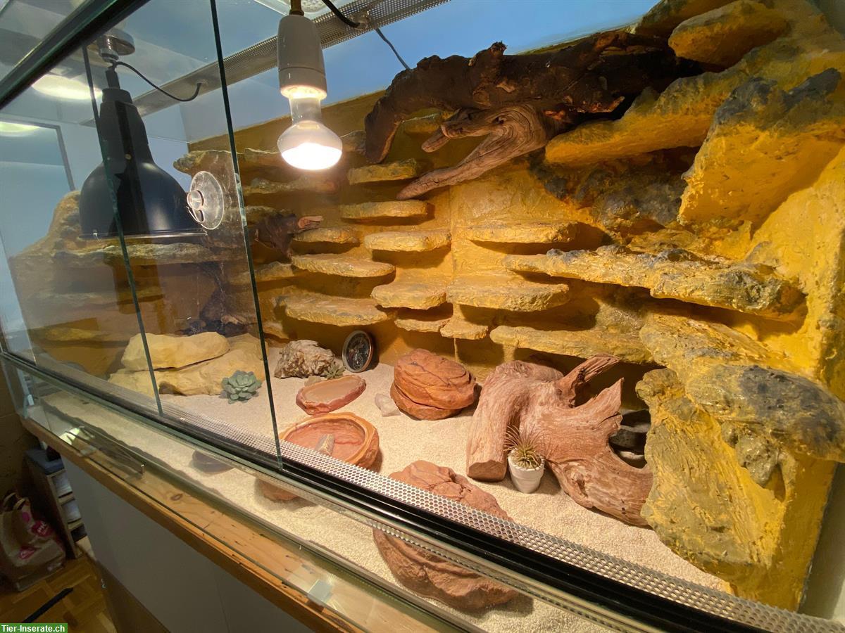 Bild 4: Leopardgecko Weibchen mit Terrarium-Komplettset