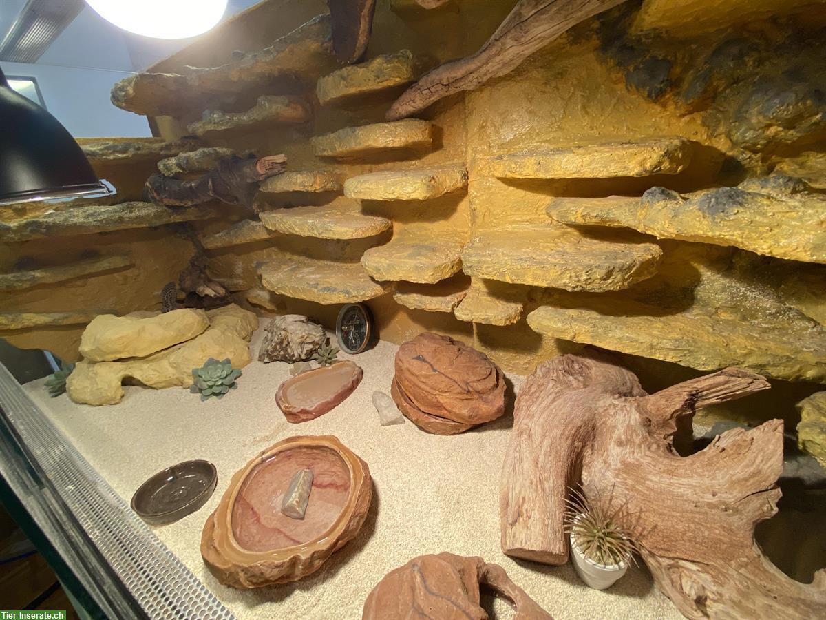 Bild 5: Leopardgecko Weibchen mit Terrarium-Komplettset